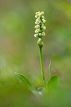 Small white orchid (Pseudorchis albida) in alpine meadow, Nordtirol, Austrian Alps, Austria, August.