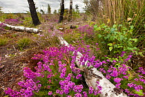 Regeneration of lowland heath following major fire, with Bell Heather (Erica cinerea) growing in foreground and charred birch trunks in the background, Thursley Common National Nature Reserve, Surrey,...