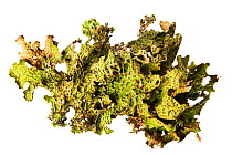 Tree lungwort lichen (Lobaria pulmonaria) Inverness-shire. Scotland, UK.