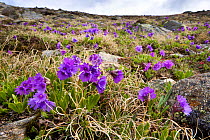 Viscid primrose (Primula latitolia) on mountainside, Nordtirol, Austrian Alps, 2600 metres, June.