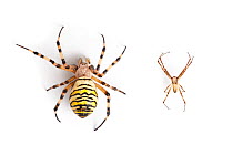 Wasp spiders (Argiope bruennichi) female (left) and male (right) showing sexual dimorphism, digital composite, photographed on a white background. Midi-Pyrenees, France. August.
