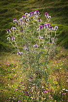 Woolly thistle (Cirsium eriophorum) in alpine meadow, Nordtirol, Austrian Alps, Austria, August.