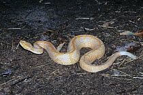 Albino Timber rattlesnake (Crotalus horridus) North Georgia, USA