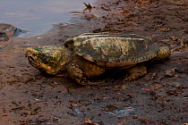Alligator snapping turtle (Macroclemys temminckii) on the banks of the Yellow River, West Florida, USA, November