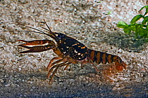 Black Creek crayfish (Procambarus pictus) found in a few small streams in Clay, Putnam and Duval Counties, Florida, USA, Sprcies of Special Concern, March
