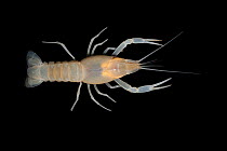 Cave crayfish (Procambarus leitheuseri) Crystal Springs Beach, Florida, USA, August