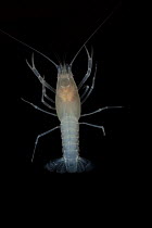 Cave crayfish (Procambarus pallidus) Madison Co., Florida, USA, found in the Florida aquifer, has eye stalks but no functional eye or eye spot