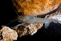 Coastal lowland Cave crayfish (Procambarus  leitheuseri) Crystal Springs Beach, Florida, USA, August