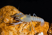 Coastal lowland Cave crayfish (Procambarus leitheuseri) Crystal Springs Beach, Florida, USA