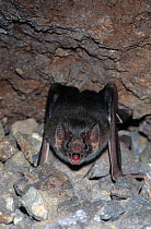 Common vampire bat (Desmodus rotundus) at roost, Sonora, Mexico