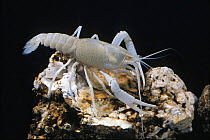 Dougherty Plain cave crayfish (Cambarus cryptodytes) West Florida, USA, rare in Florida and imperiled in the only site in Georgia