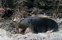 Eastern mole (Scalopus aquaticus) North Florida, USA