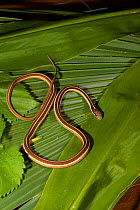 Eastern ribbon snake (Thamnophis sauritus sauritus) Eascambia River, West Florida, USA