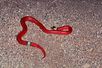 File tail ground snake (Sonora annulata) Arizona, USA
