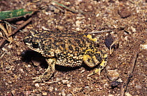 Little Mexican toad (Bufo / Anaxyrus kelloggii) very rare, Sonora, Mexico