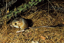 Merriam's kangaroo rat (Dipodomys merriami) South Arizona, USA