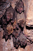 Mexican / Jamaican fruit bat (Artibeus jamaicensis) roosting on cave wall, Alamos, Sonora, Mexico