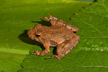 Northern cricket frog (Acris crepitans crepitans) at the southern limit of its range, Escambia River, West Florida, USA, November