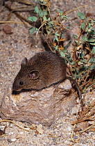 Northern pygmy mouse (Baiomys taylori) Cochise Co, Arizona, USA