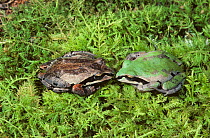 Ornate chorus frog (Pseudacris ornata) brown and green colour phase, West Florida, USA