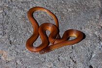 Pine woods snake (Rhadinaea flavilata) North Florida, USA