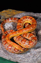 Red rat snake / Corn snake (Elaphe guttata) Florida Keys, USA