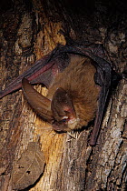 Townsend's big-eared bat (Corynorhinus / Plecotus townsendii) roosting on tree, Arizona, USA