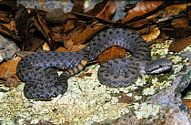 Twin-spotted rattlesnake (Crotalus pricei) Arizona, USA