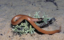Peninsula crowned snake (Tantilla relicta relicta) Central Florida, USA