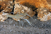 Withlacoochee light fleeing cave crayfish (Procambarus lucifugus lucifugus) Sweet Gum Cave, Florida, USA, October