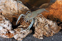 Withlacoochee light fleeing cave crayfish (Procambarus lucifugus lucifugus) Sweet Gum Cave, Florida, USA, October