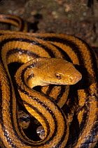 Yellow rat snake (Elaphe obsoleta quadrivittata) North Florida, USA