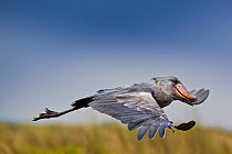 Whale headed / Shoebill stork (Balaeniceps rex) in flight over the swamps of Mabamba, Lake Victoria, Uganda   / Bec en sabot, Lac Victoria, Ouganda