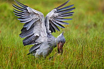 Whale headed / Shoebill stork (Balaeniceps rex) catching a Lungfish (Protoperus sp) in the swamps of Mabamba, Lake Victoria, Uganda   / Bec en sabot, dipneuste, Lac Victoria, Ouganda