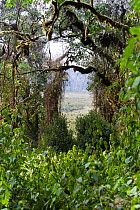 Swamps in the Kahuzi-Biega National Park, habitat of the Eastern Lowland Gorilla (Gorilla gorilla graueri) Democratic Republic of Congo   /  Gorille de plaine de l'Est.