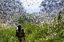 Park ranger in the Kahuzi-Biega National Park, habitat of the Eastern Lowland Gorilla (Gorilla gorilla graueri), walking under spiders' web in the forest, Democratic Republic of Congo, August 2010