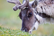 Spitzbergen reindeer {Rangifer tarandus platyrhynchus} grazing, Svalbard, Norway, July.   /  Renne du Spitzberg