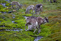 Spitzbergen reindeer {Rangifer tarandus platyrhynchus} female and calf, suckling, Svalbard, Norway, July.   /  Renne du Spitzberg