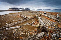 Timber washed onto the shore by the strong arctic currents. There are no trees on Spitzbergen, all the wood comes from the Siberian Coast, Poolepynten,  Spitzbergen, Svalbard, Norway, July 2011