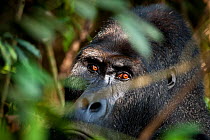 Close-up of Eastern lowland gorilla (Gorilla beringei graueri) silverback dominant male in thick forest vegetation, Kahuzi Biega NP, Democratic Republic of Congo.  Gorille de plaine de l'Est, Republiq...