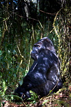 Eastern lowland gorilla (Gorilla beringei graueri) silverback dominant male in forest vegetation, Kahuzi Biega NP, Democratic Republic of Congo.  Gorille de plaine de l'Est, Republique Democratique du...