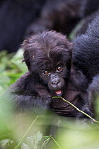 Eastern lowland gorilla (Gorilla beringei graueri) baby playing, Kahuzi Biega NP, Democratic Republic of Congo.  Gorille de plaine de l'Est, Republique Democratique du Congo.