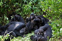 Eastern lowland gorilla (Gorilla beringei graueri) family group resting in forest, Kahuzi Biega NP, Democratic Republic of Congo.  Gorille de plaine de l'Est, Republique Democratique du Congo.