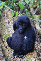Eastern lowland gorilla (Gorilla beringei graueri) young gorilla with arm injured after being caught in a snare, Kahuzi Biega NP, Democratic Republic of Congo.  Gorille de plaine de l'Est, Republique...