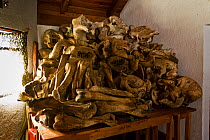 Collection of bones of dead Elephants from Kahuzi-Biega NP, Democratic Republic of Congo, August 2010.~Ossuaires d'Elephants