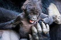 Eastern lowland gorilla (Gorilla beringei graueri) baby playing in mother's arms, Kahuzi Biega NP, Democratic Republic of Congo.  Gorille de plaine de l'Est, Republique Democratique du Congo.