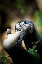 Eastern lowland gorilla (Gorilla beringei graueri) hand and foot of young gorilla, Kahuzi Biega NP, Democratic Republic of Congo.