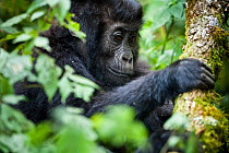 Eastern lowland gorilla (Gorilla beringei graueri) young gorilla in forest, Kahuzi Biega NP, Democratic Republic of Congo.  Gorille de plaine de l'Est, Republique Democratique du Congo.