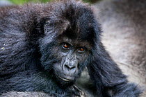Eastern lowland gorilla (Gorilla beringei graueri) young gorilla, Kahuzi Biega NP, Democratic Republic of Congo.  Gorille de plaine de l'Est, Republique Democratique du Congo.