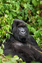 Mountain gorilla (Gorilla beringei) in forest, Virunga NP, Democratic Republic of Congo  Gorille de montagne